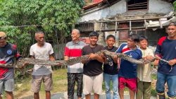 Sepekan, Disdamkarmat Kota Bekasi Evakuasi 30 Ular