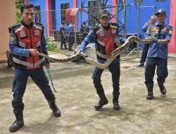 Ular Sanca di Plafon Rumah Paling Banyak Dievakuasi Damkar Kabupaten Bekasi