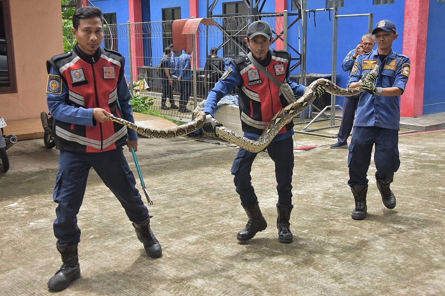 Ular Sanca di Plafon Rumah Paling Banyak Dievakuasi Damkar Kabupaten Bekasi