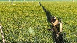1.500 Hektare Sawah di Bekasi Terancam Kering, Saluran Irigasi Dinormalisasi