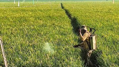 1.500 Hektare Sawah di Bekasi Terancam Kering, Saluran Irigasi Dinormalisasi