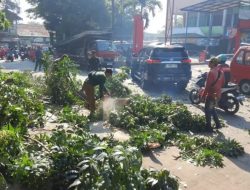 Antisipasi Pohon Tumbang, Pohon di Depan Pasar Kranggan Dipangkas