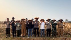 Polres Metro Bekasi Panen Jagung di Lahan Ketahanan Pangan Polda Metro Jaya