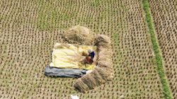Kemarau, 75 Hektare Sawah di Kabupaten Bekasi Kekeringan