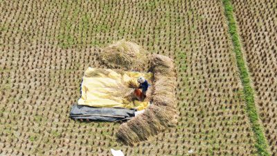 Kemarau, 75 Hektare Sawah di Kabupaten Bekasi Kekeringan