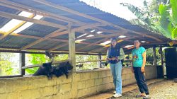 Semangat dan Dedikasi Mantri BRI Hadirkan Akses Perbankan bagi Masyarakat Pegunungan Toraja Utara