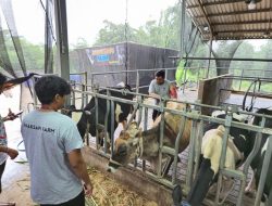 BRI Peduli Tingkatkan Kapasitas Peternak Sapi Perah di Malang lewat Program Klaster Unggulan