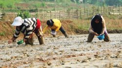 Hadapi Kemarau, Petani di Bojongmangu Uji Sistem Tanam Modern