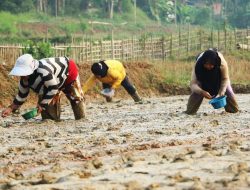 Hadapi Kemarau, Petani di Bojongmangu Uji Sistem Tanam Modern