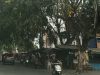 Jangan Tunggu Korban, Warga Minta Pohon di Jalan Patriot Jakasampurna Dipangkas
