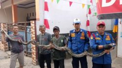 Sanca Empat Meter Gegerkan Warga Jatiwaringin
