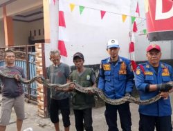 Sanca Empat Meter Gegerkan Warga Jatiwaringin