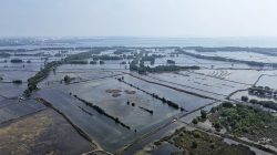 Mangrove di Pesisir Babelan Menyusut, Ancaman Abrasi dan Rob Meningkat