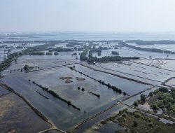 Mangrove di Pesisir Babelan Menyusut, Ancaman Abrasi dan Rob Meningkat