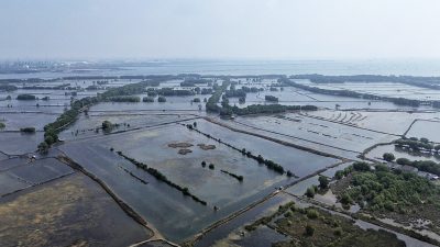 Mangrove di Pesisir Babelan Menyusut, Ancaman Abrasi dan Rob Meningkat