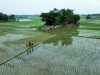 Kejar Target Produksi Padi 503 Ton, Distan Kabupaten Bekasi Andalkan Sawah di Wilayah Utara