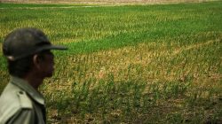 Air Irigasi Terbuang ke Kali, 700 Hektare Sawah di Tambelang Tak Bisa Ditanami
