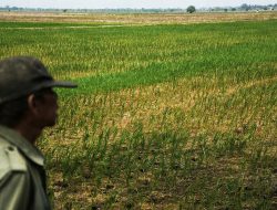 Air Irigasi Terbuang ke Kali, 700 Hektare Sawah di Tambelang Tak Bisa Ditanami