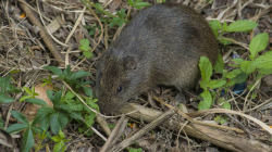 Bangkai Tikus Bisa Sebabkan Leptospirosis? Simak Risiko dan Cara Aman Menanganinya