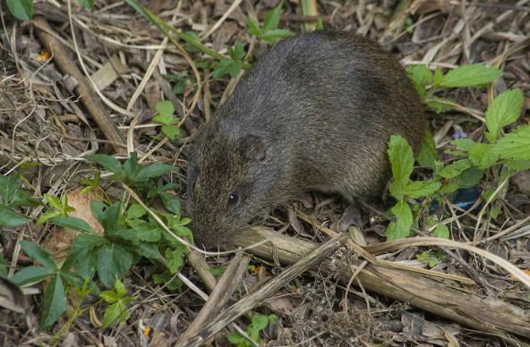 Bangkai Tikus Bisa Sebabkan Leptospirosis? Simak Risiko dan Cara Aman Menanganinya