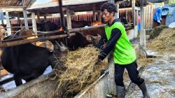 Peternak Diminta Waspada Ancaman Penyakit Hewan di Tengah Kemarau Panjang